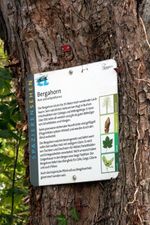 Der Bergahorn - mit Handycap. Zeitgemäßer Naturpfad am Lindele